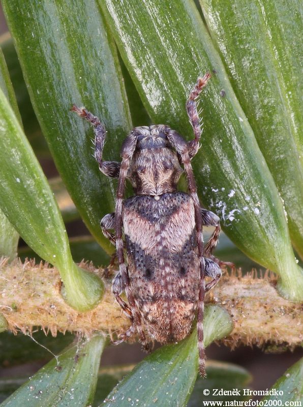 tesařík, Pogonocherus ovatus, Cerambycidae, Pogonocherini (Brouci, Coleoptera)